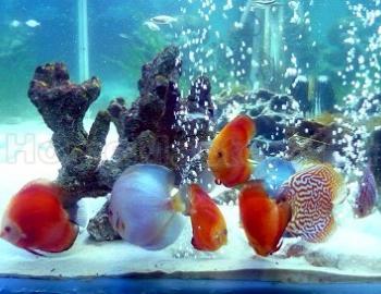 История домашних аквариумов