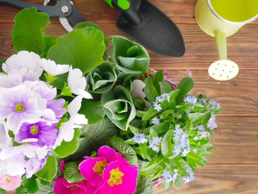 Подробнее о "Топ-5 домашних инструментов для комнатных растений"