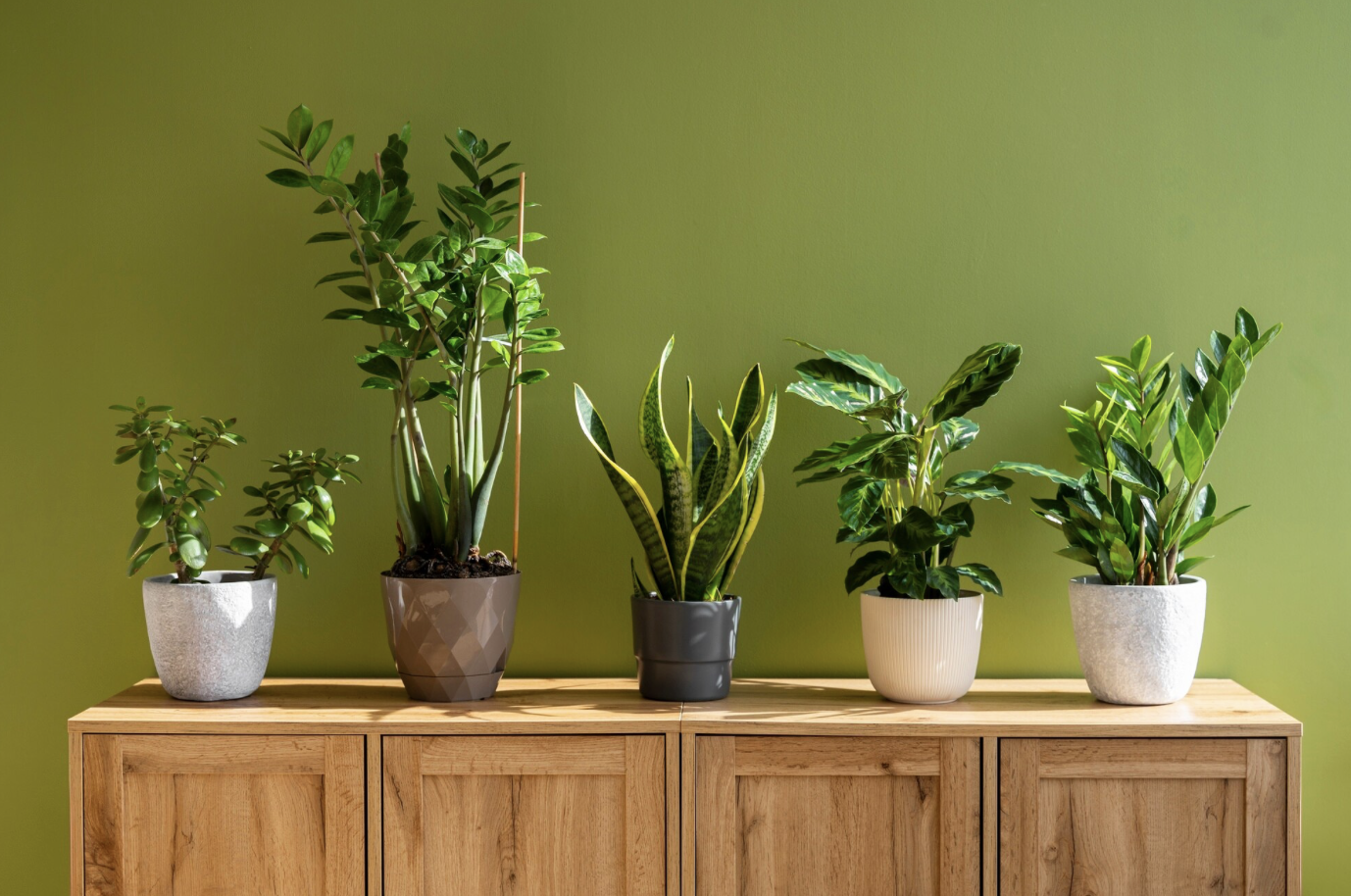 Подробнее о "5 компактных растений для малогабаритных квартир и уход за ними"