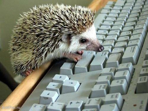 funny_hedgehogs_51.jpg