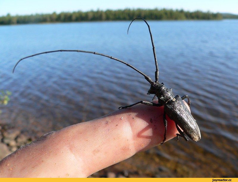 Волосогрызка фото в якутии. Жук Стригун усач. Черный Жук Стригун усач. Жук усач волосогрызка. Жук усач Стриж.