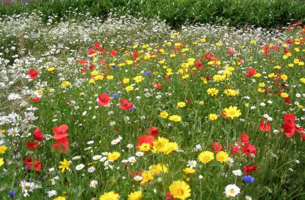 Мавританский газон.jpg