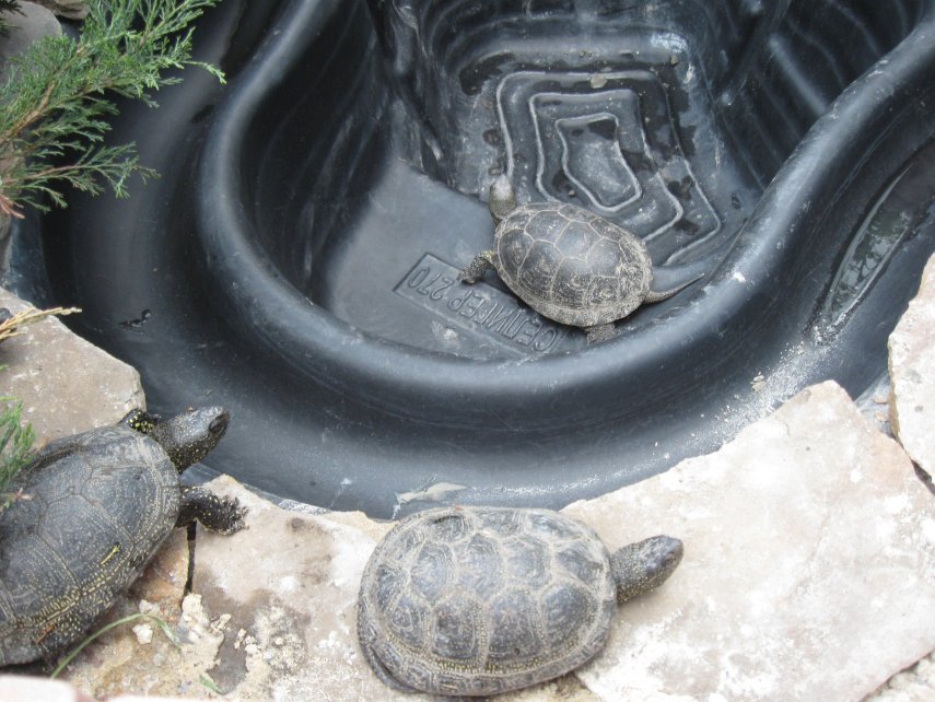 фонтан на даче 22.jpg