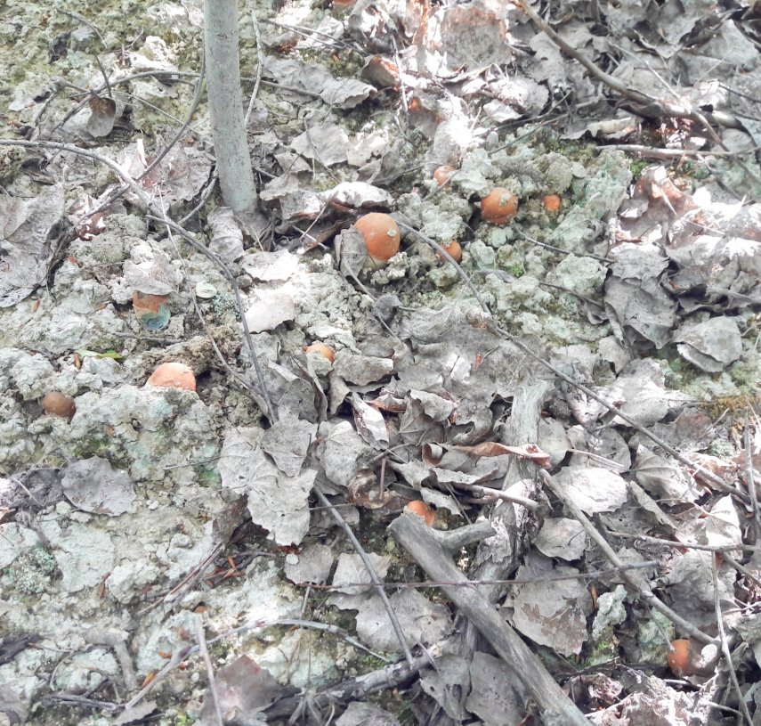 20170702_091608 - с эффектами.jpg