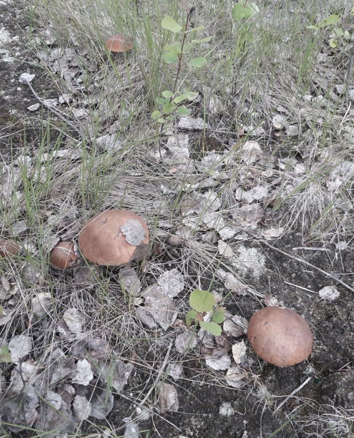 20170702_094245 (1) - с эффектами.jpg