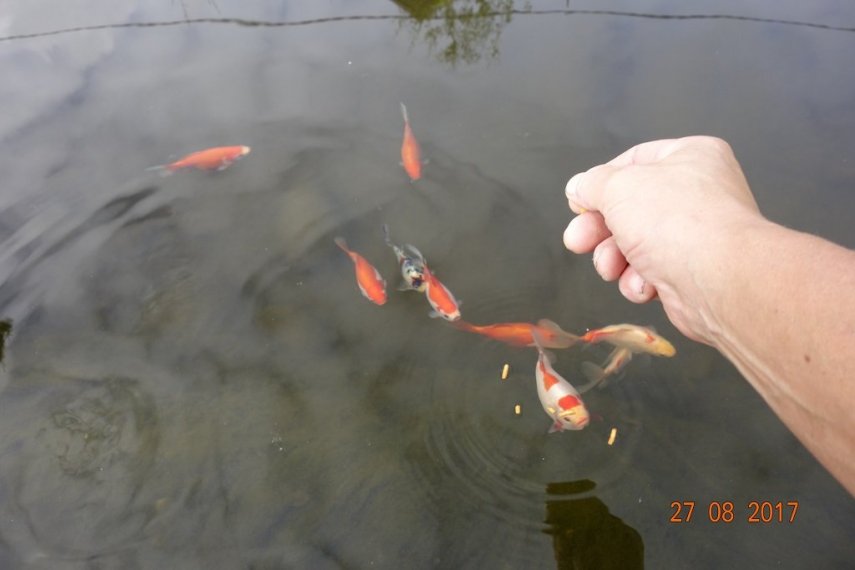 ryby_kormlenie1.thumb.jpg.4f7de79c8c28d0886623f0b4a5da47a3.jpg