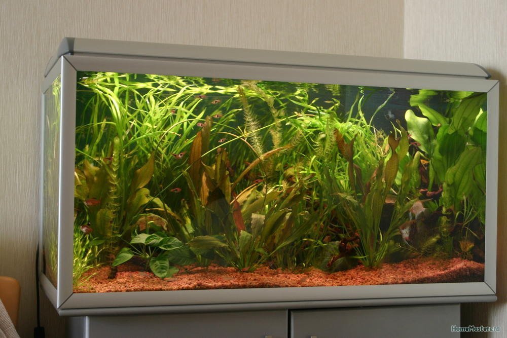 Определите какие организмы живут в аквариуме. Растения для аквариума. Растения для аквариума живые. Аквариум с растениями и рыбками. Красивые аквариумы с растениями.