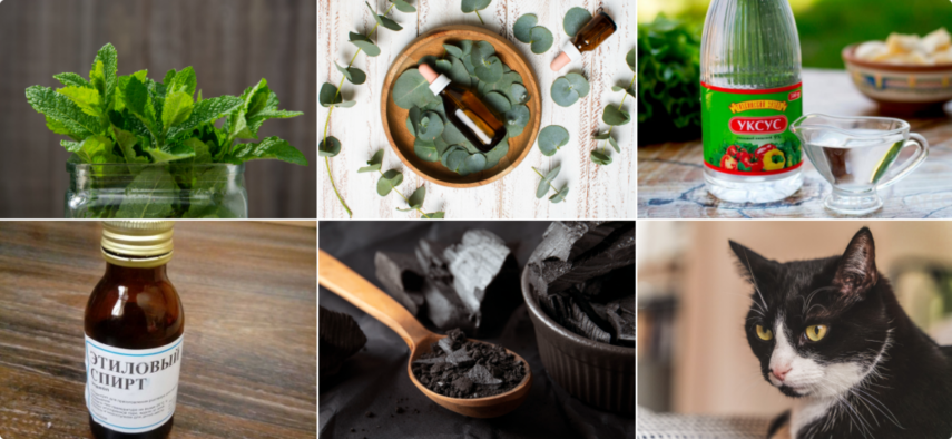 Kollazh__myata_maslo_evkalipta_v_puzyrke_uksus_spirt_zola_koshka.thumb.png.c487ba4391442e896fd83dbcc60155ec.png