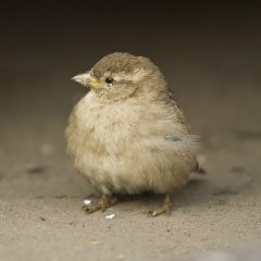 Антон Петров